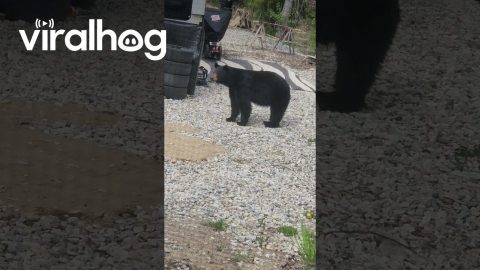 Black Bear Causes Trouble || ViralHog