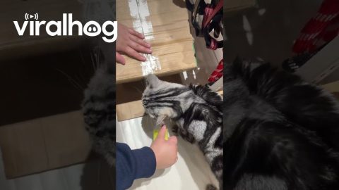 Helpful Cat Bites Through Packing Tape || ViralHog
