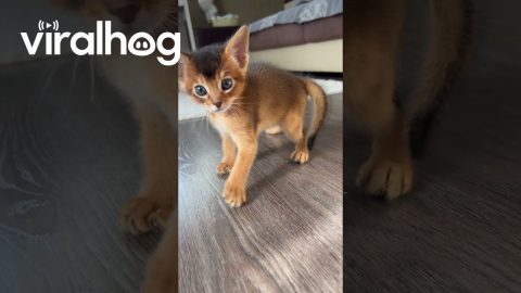 Abyssinian Mother Cat Pounces On Her Kitten || ViralHog