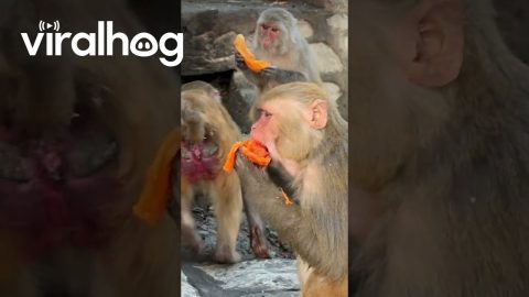 Monkeys Happily Receive Bucket Of Peeled Papaya || ViralHog