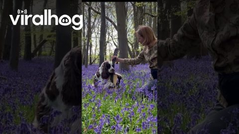 Spaniel Plays Guitar In Bluebell Woods || ViralHog