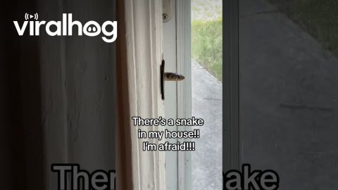 Snake Pokes Out From Door Jam || ViralHog
