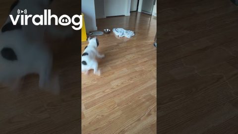 Benny Gets a Little Clumsy With His Water Dish || ViralHog