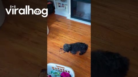 Dog Has Emotional Support Toast || ViralHog