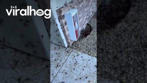 Mormon Crickets In Northern Nevada || ViralHog