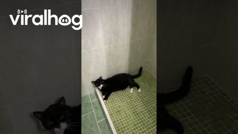 Kitty Has a Lot to Say || ViralHog