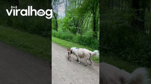 Golden Retriever Makes Friends With Fawn || ViralHog