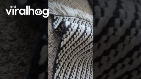 Kitty Finds the Purrfect Hiding Spot || ViralHog