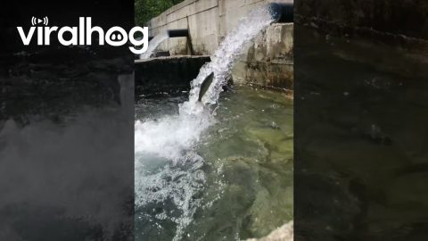 Trout Swims Against Current Through Flowing Water || ViralHog