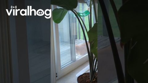 Orange Cat Pulls Himself Through Door By Tail || ViralHog