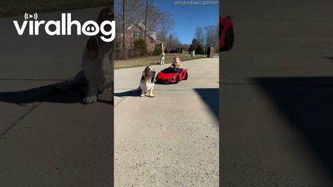 Baby Driver Collides With Basset Hound || ViralHog