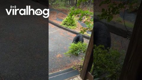 Man Finds Black Bear at His Front Door || ViralHog
