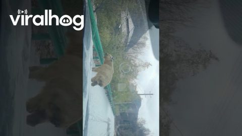 Takin Slides Down Snowy Slope || ViralHog