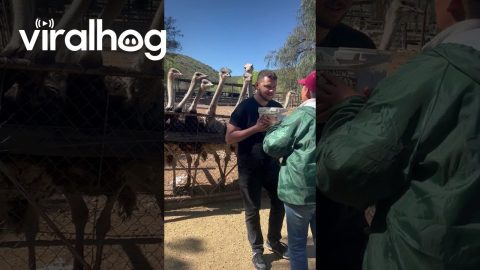 Hungry Ostriches Give Guy a Neck Massage || ViralHog