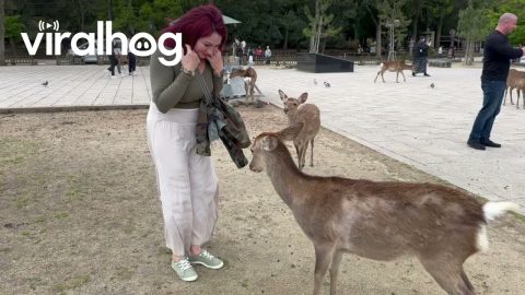 Tourist Gets Goosed by Deer in Nara Park || ViralHog