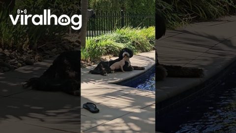 Bernedoodle and Sphynx Cat Cuddle by Pool || ViralHog