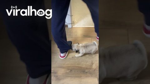 Puppy Pulls Owner's Pant Leg || ViralHog