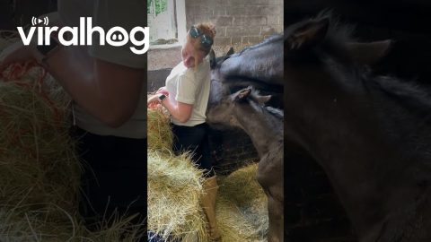 Foal Pesters Caretaker || ViralHog