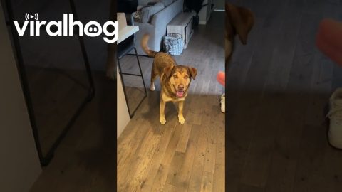 Two Dogs Attempt Same Trick || ViralHog