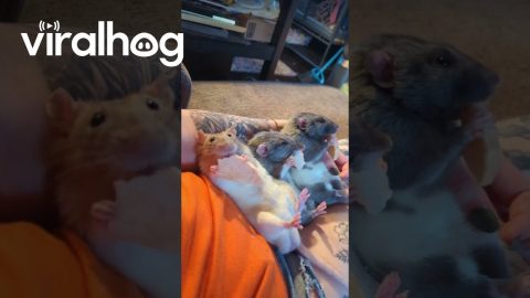 Rats Enjoy Relaxed Snacks Together || ViralHog