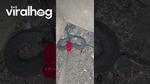 Man Catches a Trapped Rinkhals || ViralHog
