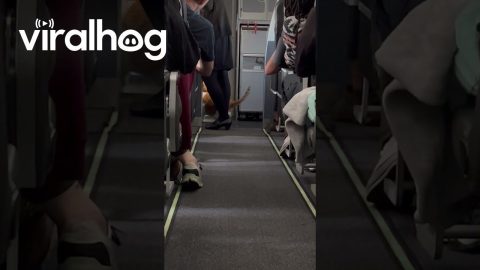 Loose Cat Roams Airplane Aisle and Delights Passengers || ViralHog