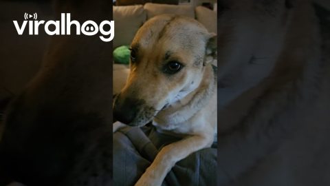 Shelby The Dog Says Good Morning || ViralHog