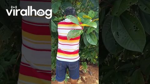 Roadside Sloth Taken Back To Trees || ViralHog