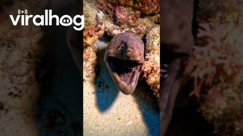 Shrimp Clean Moray Eel's Teeth || ViralHog