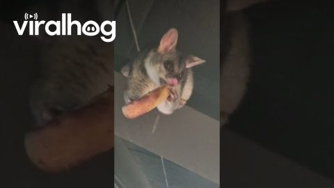Ceiling Possum Eats Garlic Bread || ViralHog