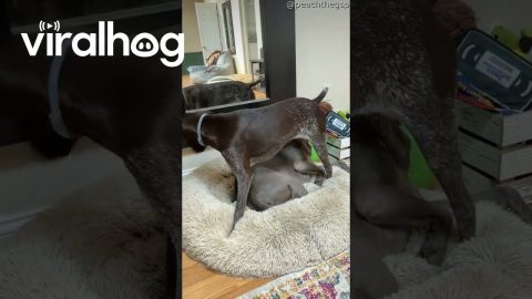 Young Pup Tries to Find a Spot Without Disturbing Older Dog || ViralHog