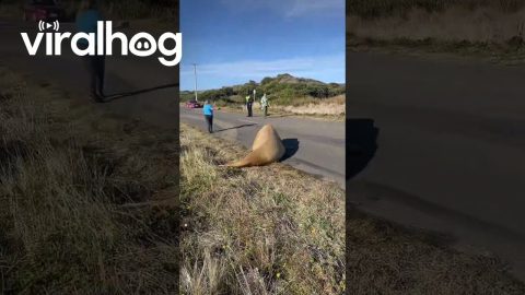 Neil the Seal Gets Chased Off the Road || ViralHog
