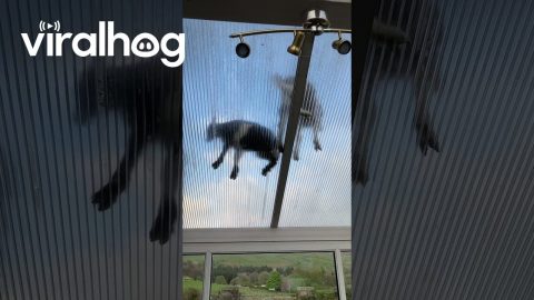 Goats On The Greenhouse Roof || ViralHog