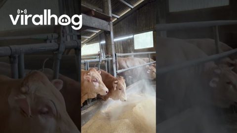 Cow Playfully Tosses Feed Back || ViralHog