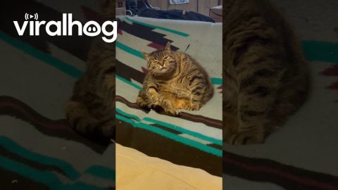 Chonky Cat Chews on Air || ViralHog