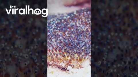 Clownfish Cares For Offspring || ViralHog