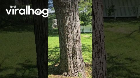 Cicada Broods Roar Outside || ViralHog