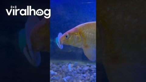 Fish Seen Sucking Pacifier || ViralHog