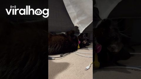 No Monsters Under the Bed Just a Crazy Cat || ViralHog