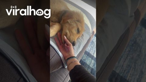 Puppy Is Still Learning to Use His Tongue || ViralHog