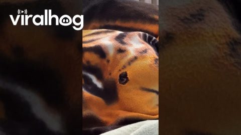 You Won't Catch This Dog Sleeping || ViralHog