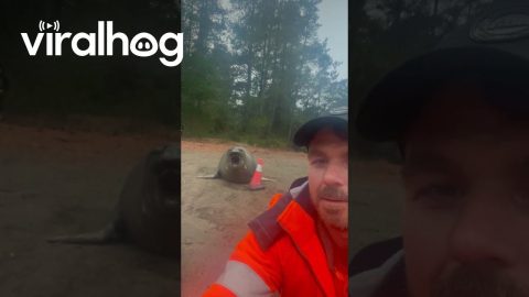 Neil the Seal Telling Me Who's Boss || ViralHog