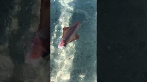 Close Encounter With Feisty Squid || ViralHog