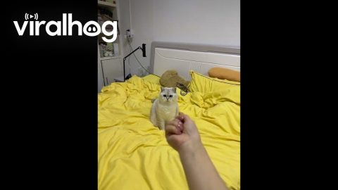 Cat Bamboozled By Fake Throw || ViralHog