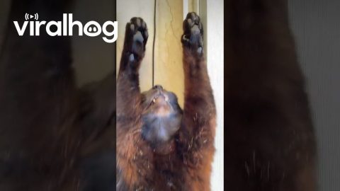 Black Cat Relaxes in a Window || ViralHog