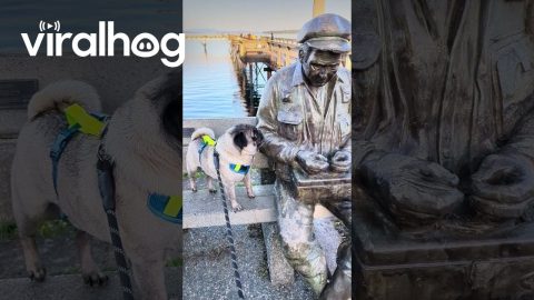 Pug Perplexed by Stoic Statue || ViralHog
