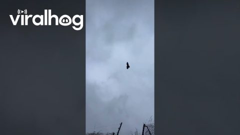 Bird Glides in Place || ViralHog