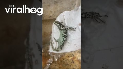 Helping Out a Small Lizard || ViralHog