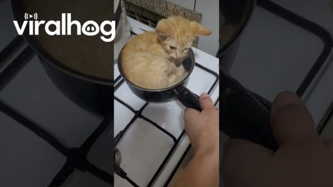 Cat Takes a Nap in Cookware || ViralHog