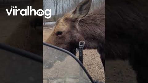 Meeting a Wild Moose Up-Close || ViralHog